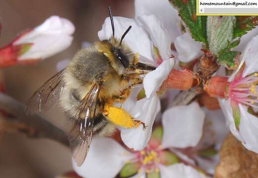 Imagem de Anthophora melanognatha Cockerell 1911