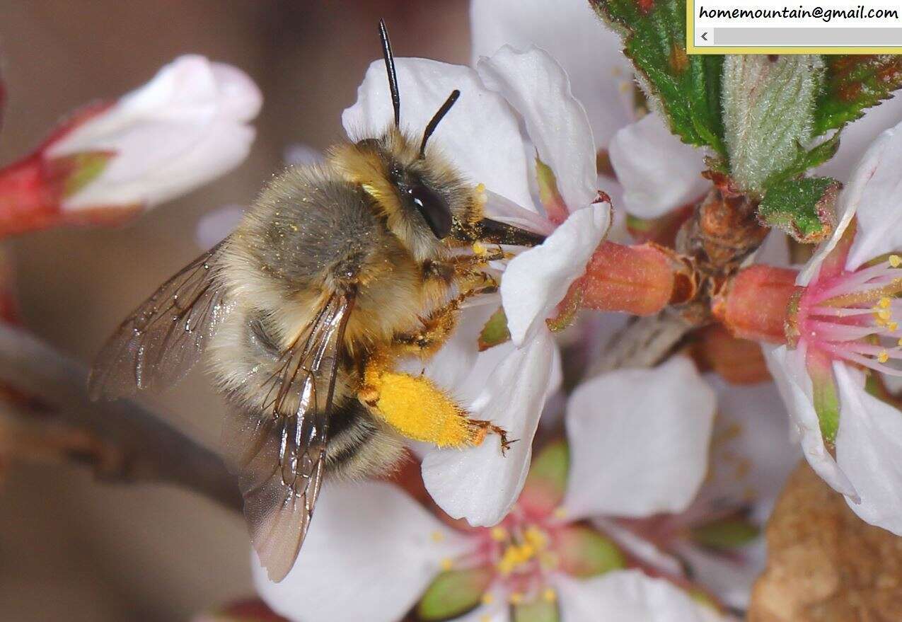 Image of Anthophora melanognatha Cockerell 1911