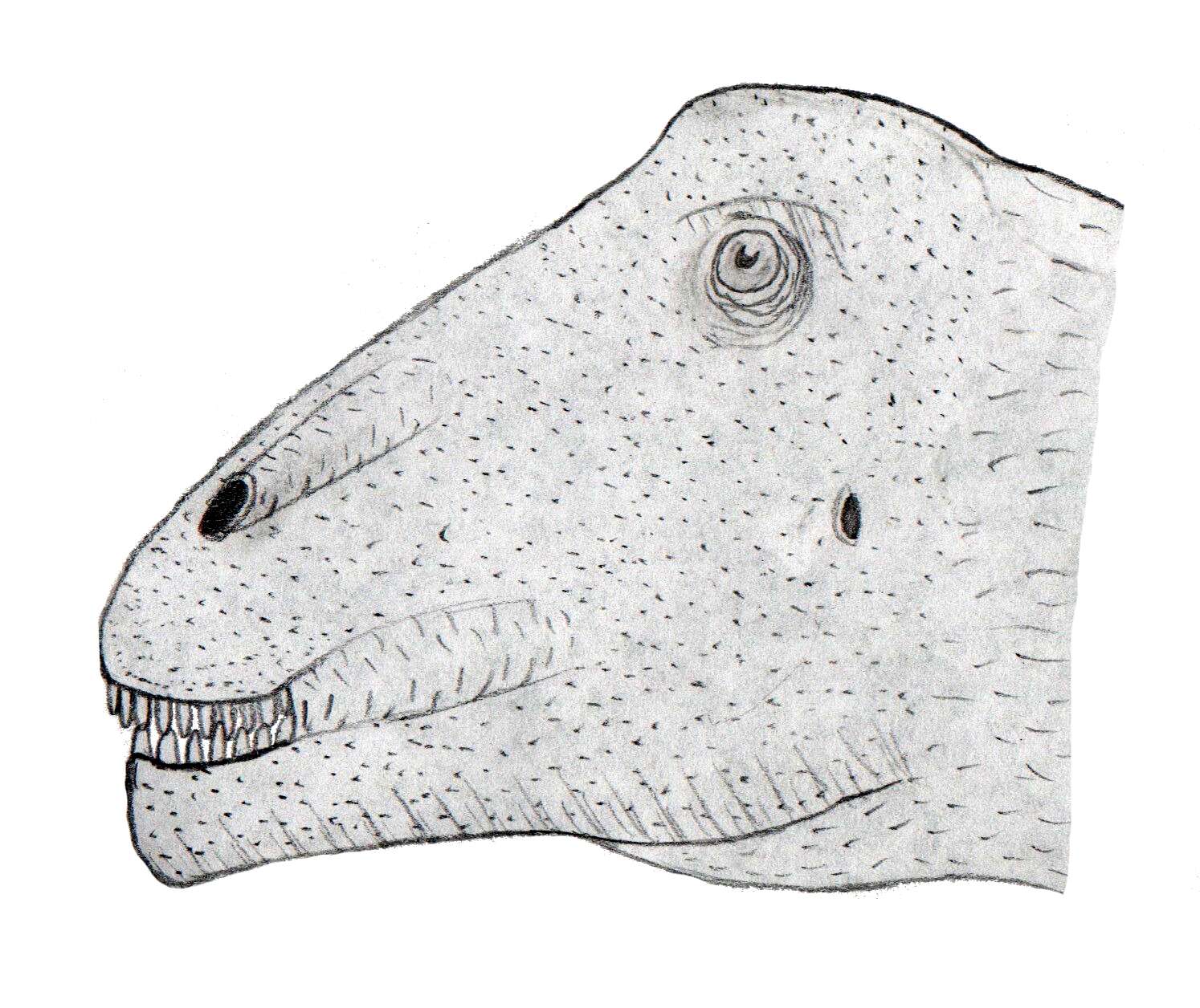 Image of Titanosauria