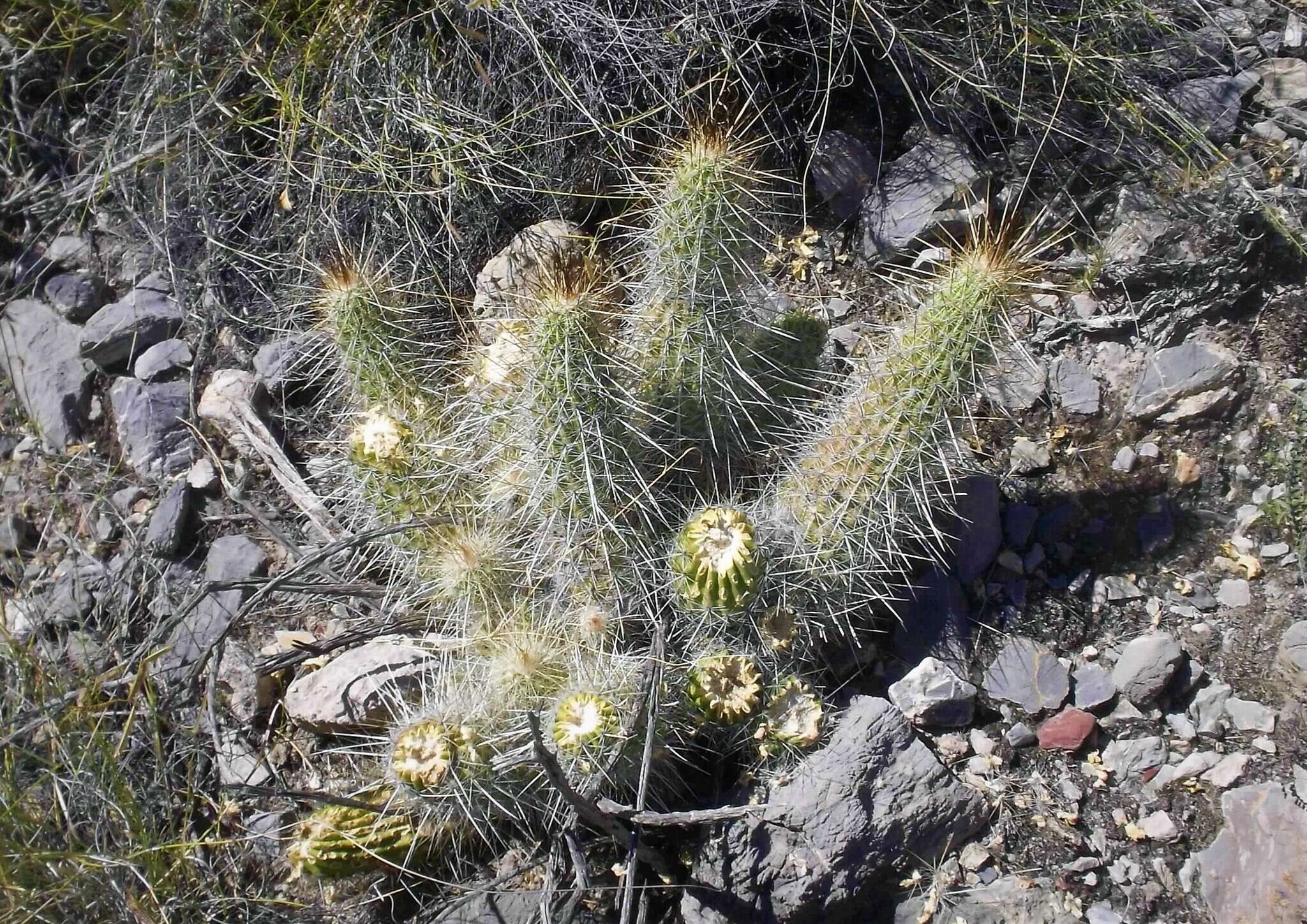 Image of Echinocereus occidentalis subsp. breckwoldtiorum