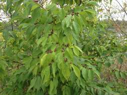 Image of Amur honeysuckle