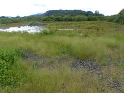 Plancia ëd Deschampsia danthonioides (Trin.) Benth.