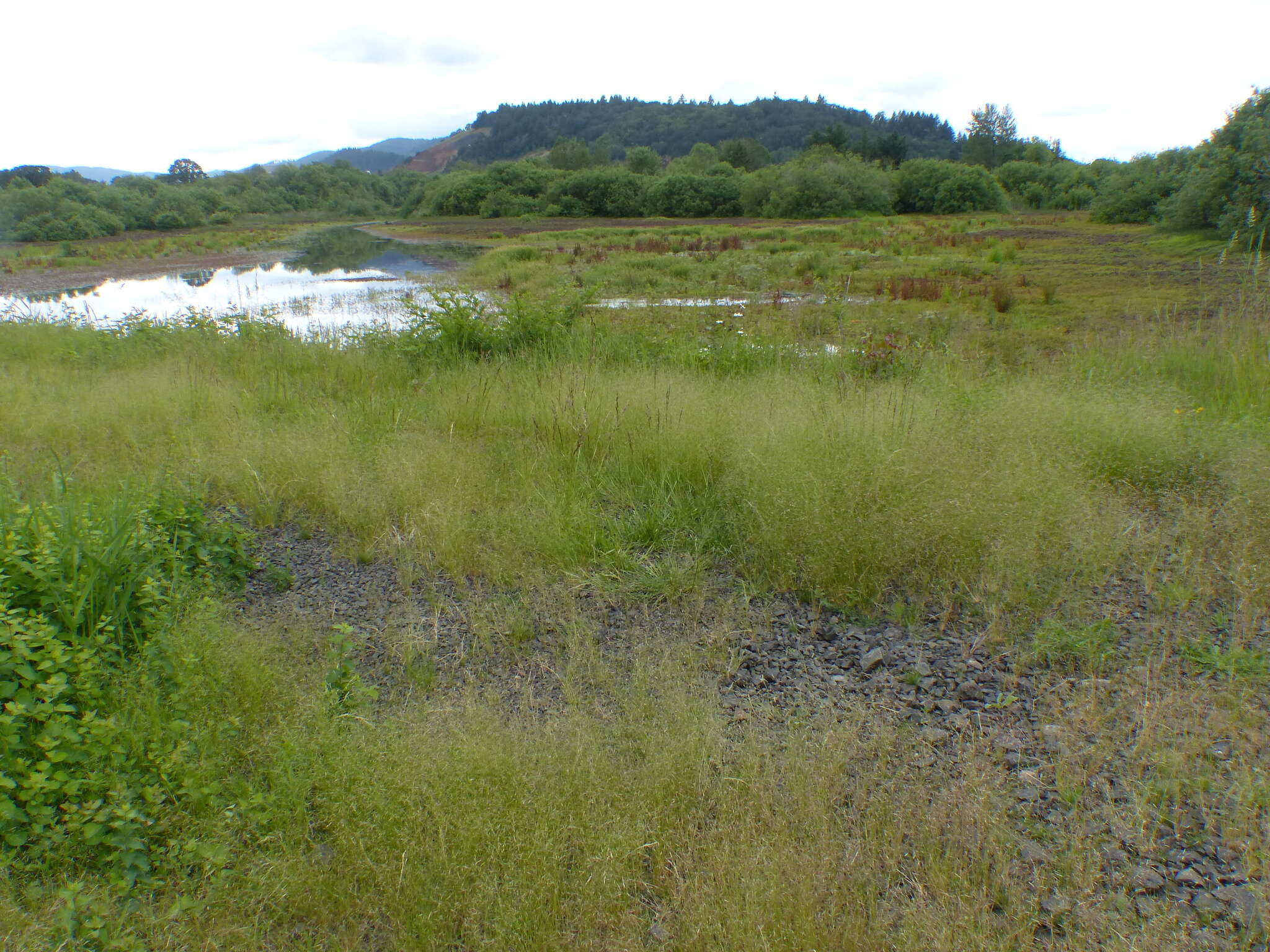 Plancia ëd Deschampsia danthonioides (Trin.) Benth.