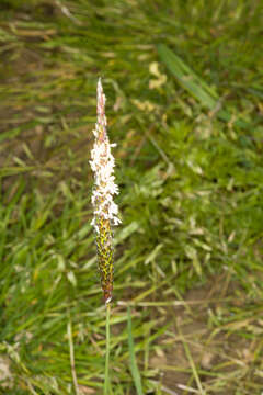 Image of black-grass