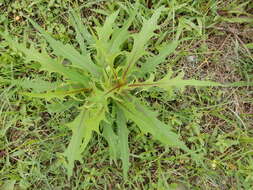 Image of Indian lettuce