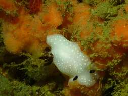 Image of Cadlina limbaughorum Lance 1962