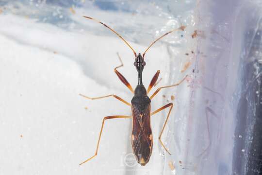 Image of Myodocha annulicornis Blatchley & W. S. 1926