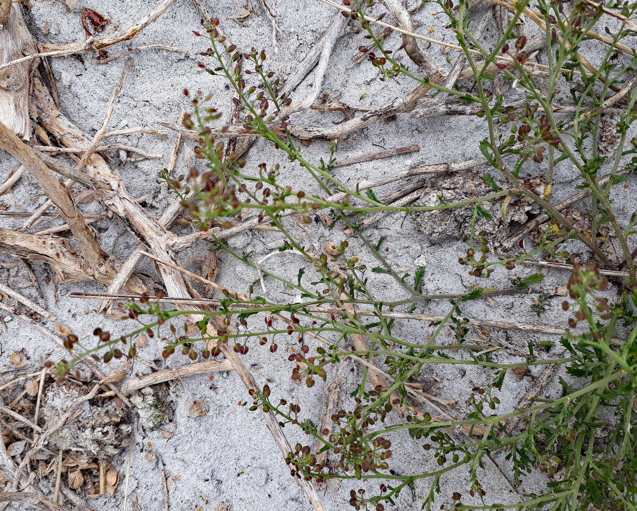 Image of Lepidium desvauxii Thell.