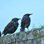 Image of Sturnus vulgaris granti Hartert 1903