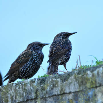 Imagem de Sturnus vulgaris granti Hartert 1903