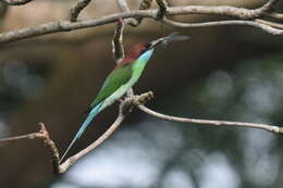 Image of Blue-throated Bee-eater