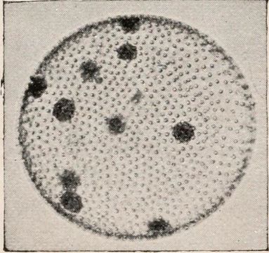 Image of Globe Algae