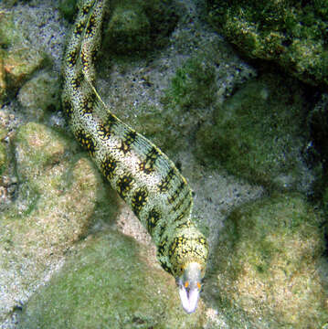 Image of Snowflake moray