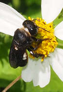 Imagem de Megachile cincturata Cockerell 1912