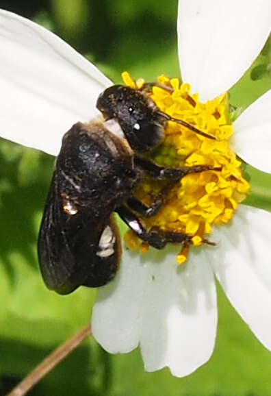 Image of Megachile cincturata Cockerell 1912