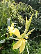 Imagem de Canna glauca L.