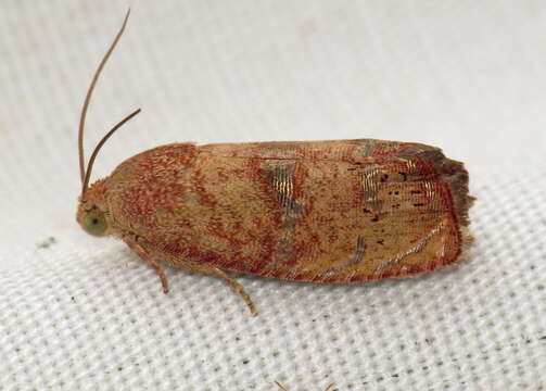 Image of Filbertworm Moth