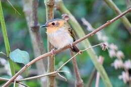 Image of Ochre-faced Tody-Flycatcher