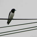 Image of Great Woodswallow