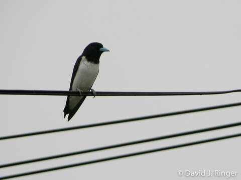 Image of Great Woodswallow