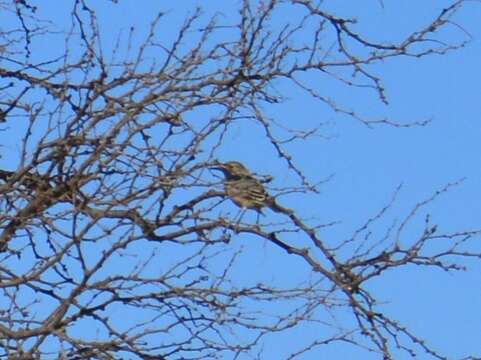 Image of Lesser Shrike-Tyrant