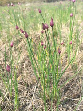 Image of wild chives