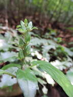 Image of Anisosepalum alboviolaceum (R. Benoist) E. Hossain