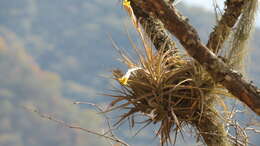 Imagem de Tillandsia ixioides subsp. ixioides