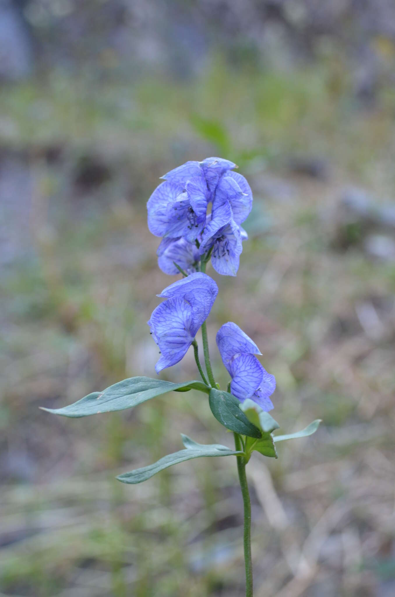 Imagem de Aconitum talassicum Popov