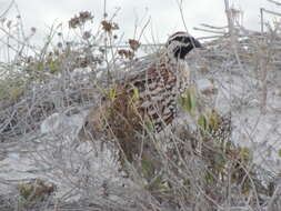 Image of Black-throated Bobwhite