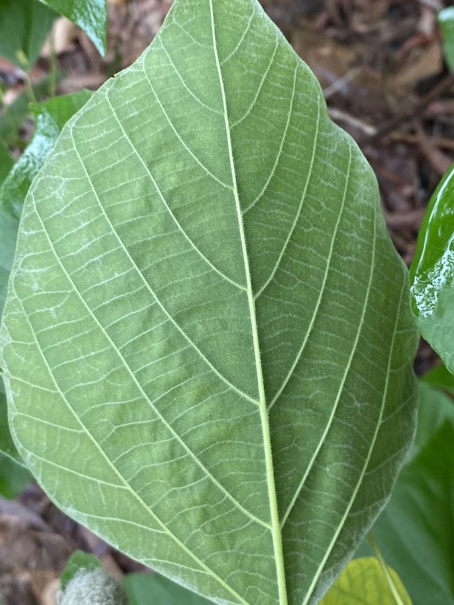 Imagem de Mallotus nesophilus Müll. Arg.