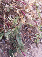 Imagem de Astragalus nuttallii var. virgatus (A. Gray) Barneby