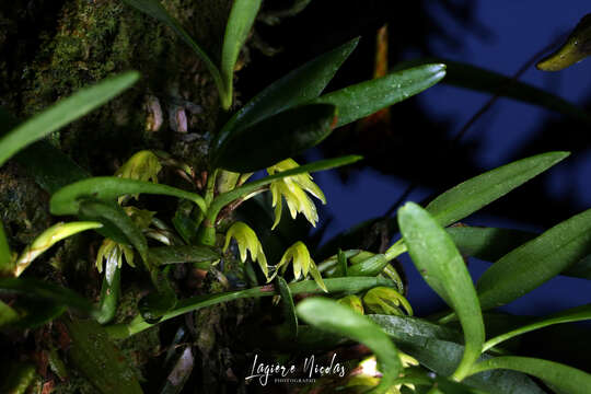 Слика од Maxillaria scorpioidea Kraenzl.