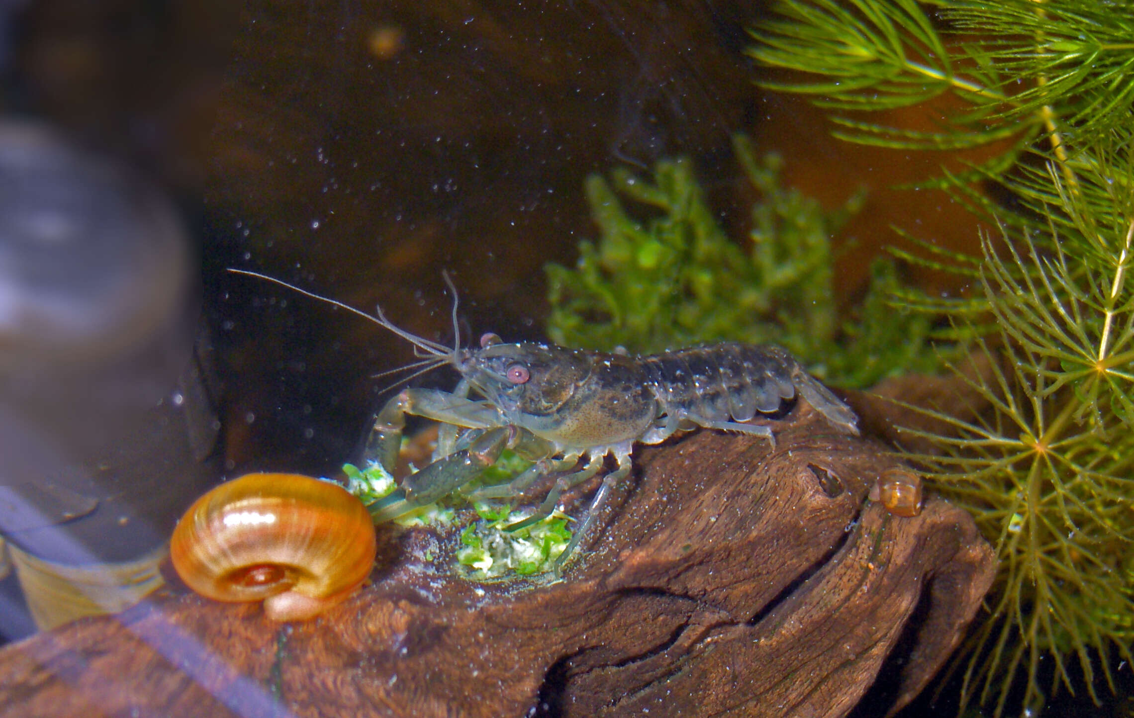 Image of Great Ram's Horn Snail