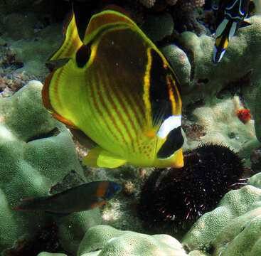 Image of Halfmoon Butterflyfish