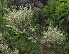 Image de Cytisus multiflorus (L'Her.) Sweet