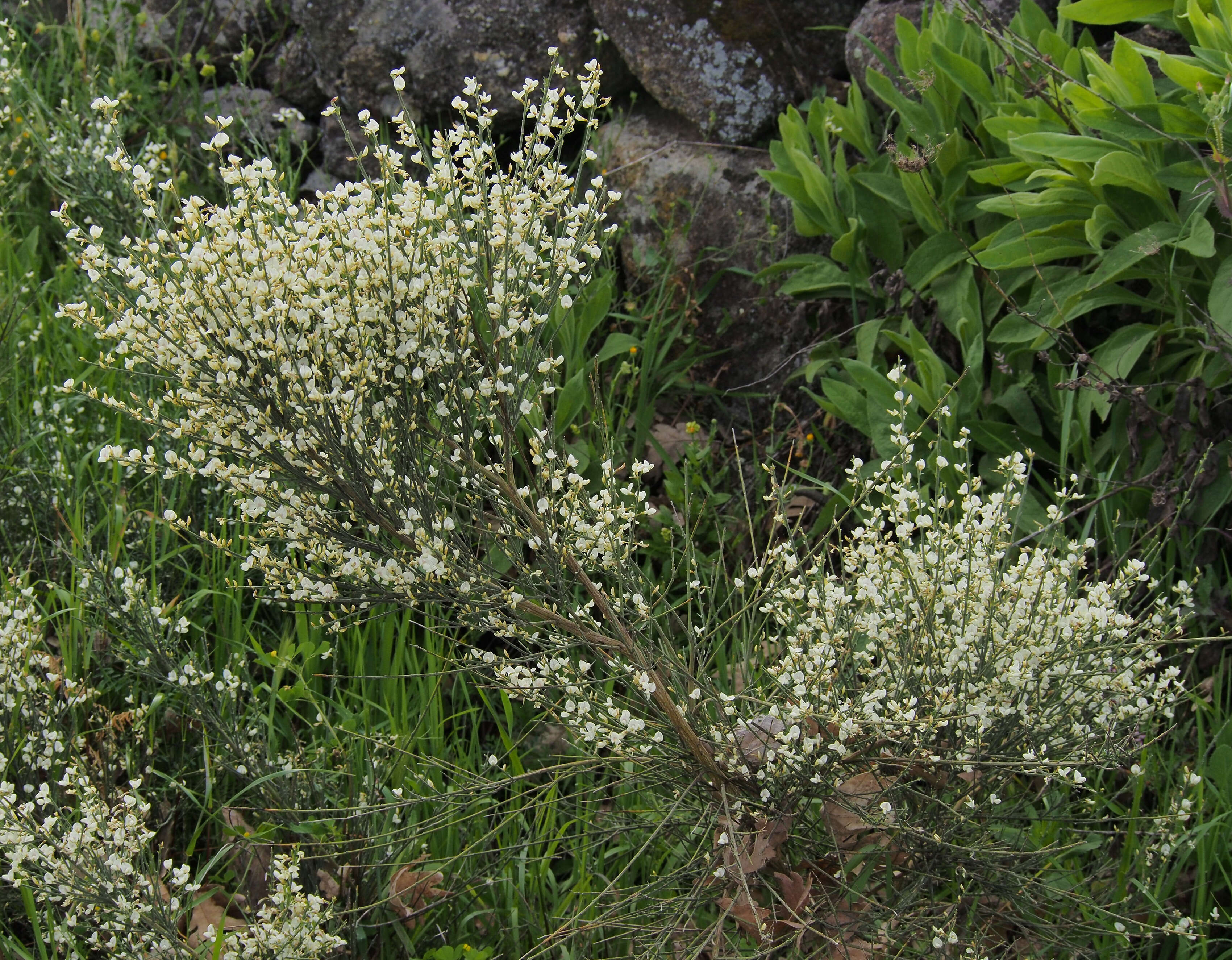 Image of white spanishbroom