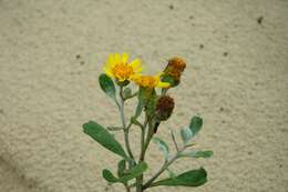 Image of Senecio crassiflorus (Poir.) DC.