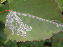 Image of Phyllocnistis labyrinthella (Bjerkander 1790)