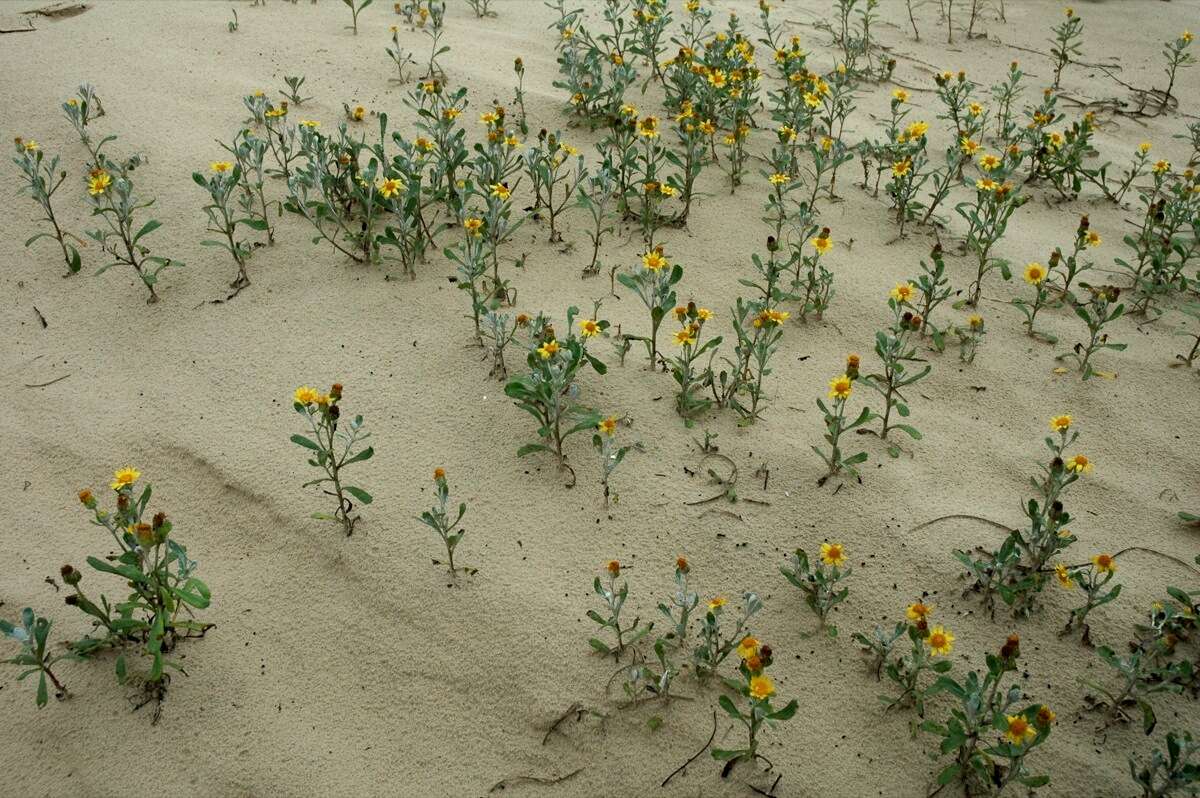 Image of Senecio crassiflorus (Poir.) DC.