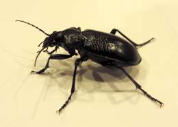 Слика од Calosoma (Carabosoma) marginale Casey 1897