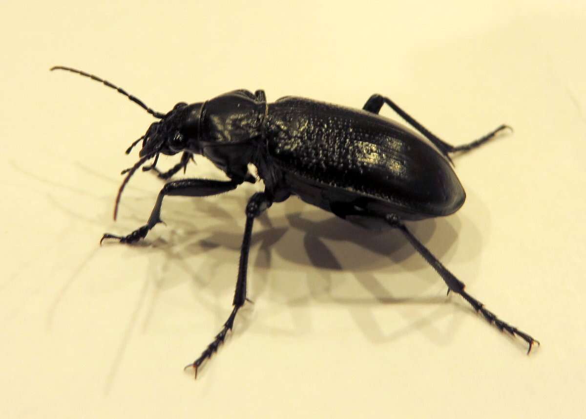 Imagem de Calosoma (Carabosoma) marginale Casey 1897