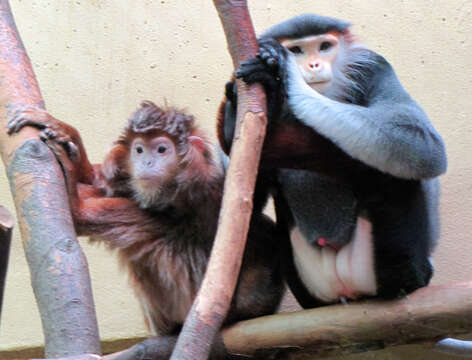 Image of Red-shanked Douc Langur