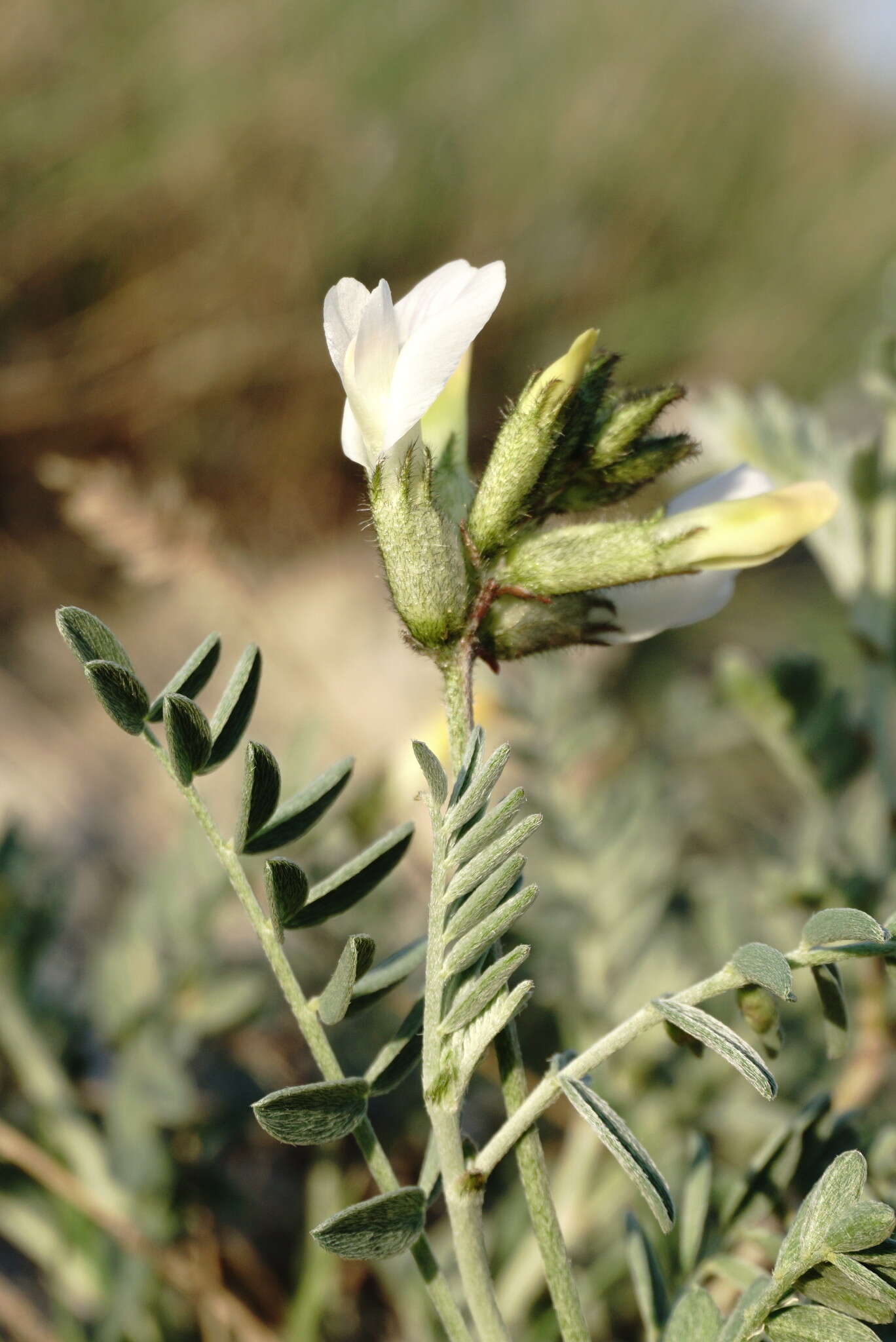 صورة Astragalus albicaulis DC.