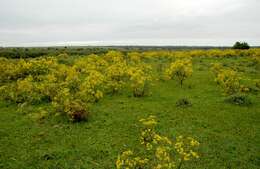 Plancia ëd Senecio brasiliensis (Spreng.) Less.