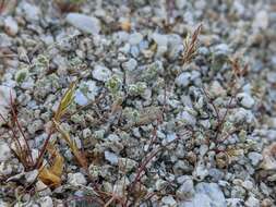 Image of dwarf cottonrose