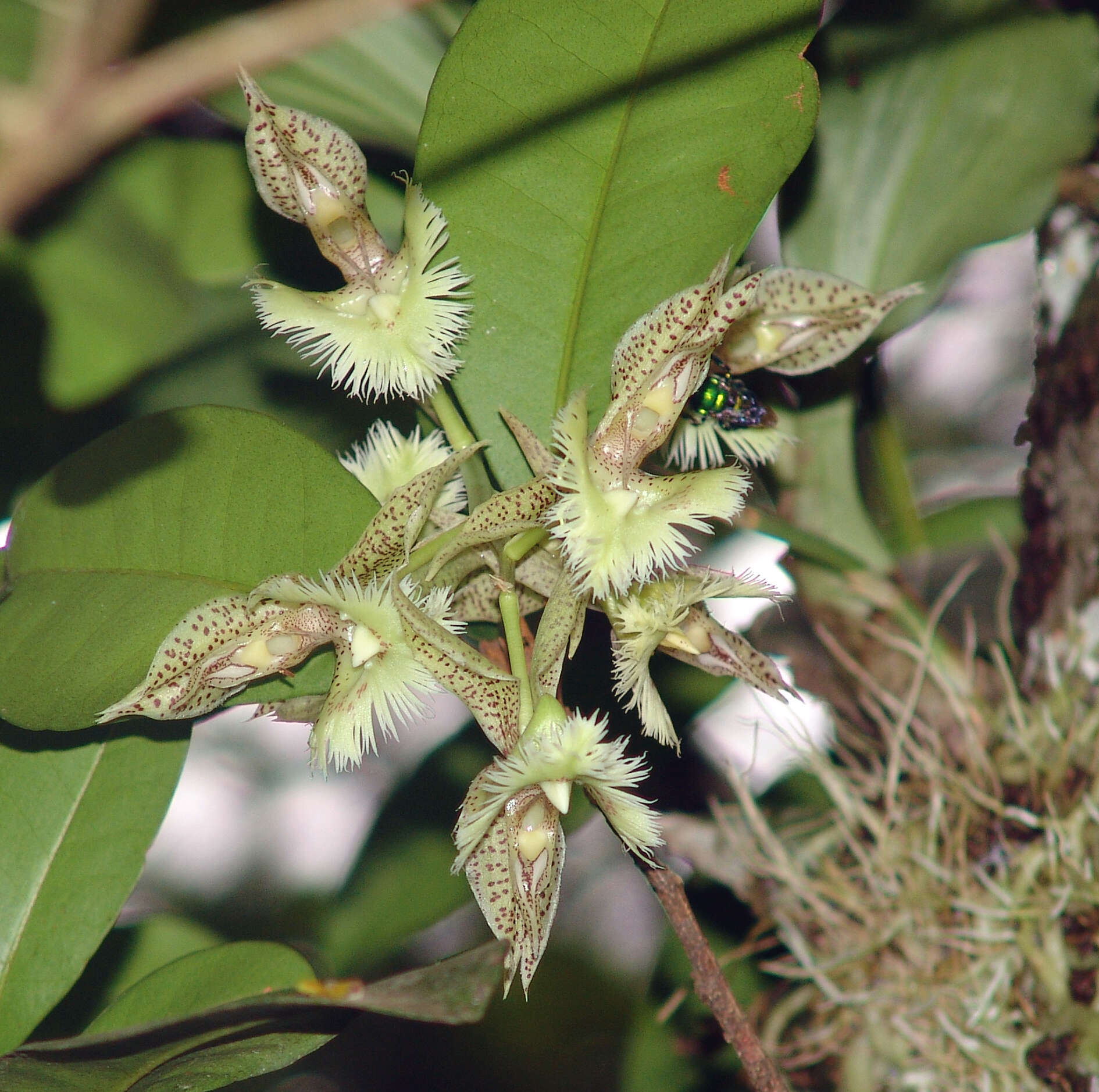 Image of Catasetum fimbriatum (C. Morren) Lindl.