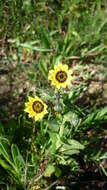 Image of Osteospermum monstrosum (Burm. fil.) J. C. Manning & Goldblatt