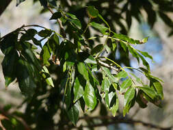 Image of Lonchocarpus nitidus (Vogel) Benth.