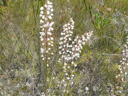 Image of Acrolophia lunata (Schltr.) Schltr. & Bolus